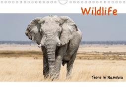 Wildlife - Tiere in Namibia (Wandkalender 2021 DIN A4 quer)