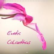 Exotic Calanthas (Wall Calendar 2021 300 × 300 mm Square)
