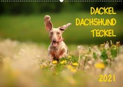 DACKEL DACHSHUND TECKEL 2021 (Wandkalender 2021 DIN A2 quer)