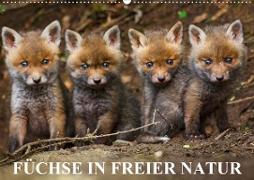 Füchse in freier Natur (Wandkalender 2021 DIN A2 quer)