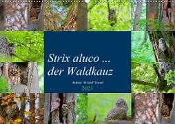 Strix aluco ... der Waldkauz (Wandkalender 2021 DIN A2 quer)