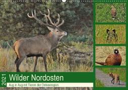 Wilder Nordosten - Aug in Aug mit Tieren der Ostseeregion (Wandkalender 2021 DIN A2 quer)