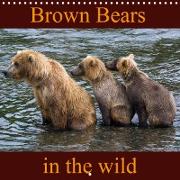 Brown Bears in the wild (Wall Calendar 2021 300 × 300 mm Square)