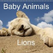 Baby Animals - Lions (Wall Calendar 2021 300 × 300 mm Square)