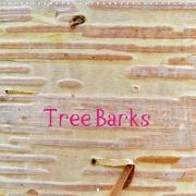 Tree Barks (Wall Calendar 2021 300 × 300 mm Square)