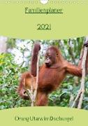Familienplaner 2021 - Orang Utans im Dschungel (Wandkalender 2021 DIN A4 hoch)