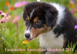 Australian Shepherd 2021 (Wandkalender 2021 DIN A3 quer)