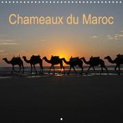 Chameaux du Maroc (Calendrier mural 2021 300 × 300 mm Square)