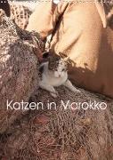 Katzen in Marokko (Wandkalender 2021 DIN A3 hoch)