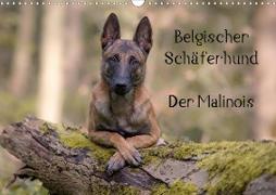 Belgischer Schäferhund - Der Malinois (Wandkalender 2021 DIN A3 quer)