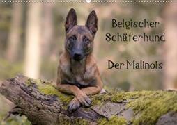 Belgischer Schäferhund - Der Malinois (Wandkalender 2021 DIN A2 quer)