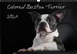 Colored Boston Terrier 2021 (Wandkalender 2021 DIN A3 quer)