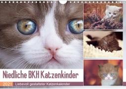 Niedliche BKH Katzenkinder (Wandkalender 2021 DIN A4 quer)