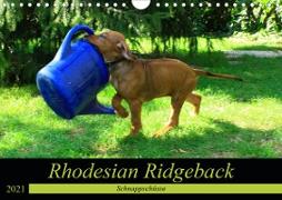 Rhodesian Ridgeback - Schnappschüsse - (Wandkalender 2021 DIN A4 quer)
