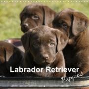 Labrador Retriever Puppies (Wall Calendar 2021 300 × 300 mm Square)