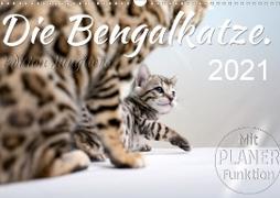 Die Bengalkatze. Edition Jungtiere (Wandkalender 2021 DIN A3 quer)