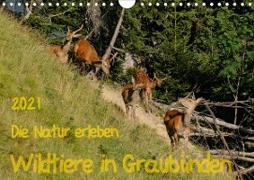 Die Natur erleben - Wildtiere in GraubündenCH-Version (Wandkalender 2021 DIN A4 quer)