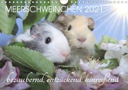 Meerschweinchen 2021 - bezaubernd, hinreißend, entzückend (Wandkalender 2021 DIN A4 quer)