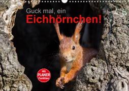 Guck mal, ein Eichhörnchen! (Wandkalender 2021 DIN A3 quer)