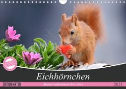 Eichhörnchen Momentaufnahmen fürs Herz (Wandkalender 2021 DIN A4 quer)