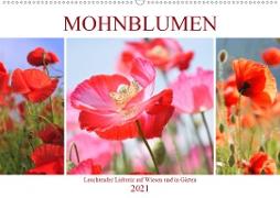 Mohnblumen. Leuchtender Liebreiz auf Wiesen und in Gärten (Wandkalender 2021 DIN A2 quer)