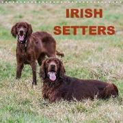 Irish Setters (Wall Calendar 2021 300 × 300 mm Square)