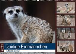 Quirlige Erdmännchen (Wandkalender 2021 DIN A2 quer)