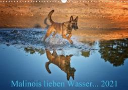 Malinois lieben Wasser (Wandkalender 2021 DIN A3 quer)