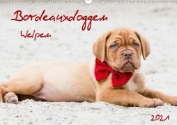 Bordeauxdoggen Welpen (Wandkalender 2021 DIN A3 quer)