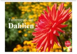 Farbenspiel der Dahlien (Wandkalender 2021 DIN A2 quer)