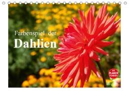 Farbenspiel der Dahlien (Tischkalender 2021 DIN A5 quer)
