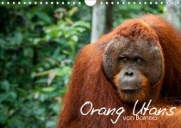 Orang Utans von Borneo Tierkalender 2021 (Wandkalender 2021 DIN A4 quer)
