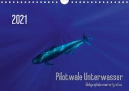 Pilotwale Unterwasser - Globicephala macrorhynchus (Wandkalender 2021 DIN A4 quer)