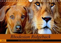 Rhodesian Ridgeback der Hund mit dem Tropfen Löwenblut (Wandkalender 2021 DIN A4 quer)