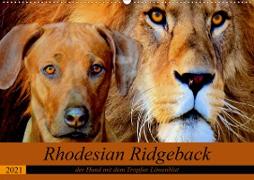 Rhodesian Ridgeback der Hund mit dem Tropfen Löwenblut (Wandkalender 2021 DIN A2 quer)