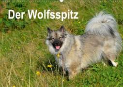 Der Wolfsspitz (Wandkalender 2021 DIN A2 quer)