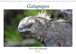 Galapagos 2021 - Tiere auf Galapagos (Wandkalender 2021 DIN A4 quer)