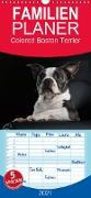 Colored Boston Terrier 2021 - Familienplaner hoch (Wandkalender 2021 , 21 cm x 45 cm, hoch)