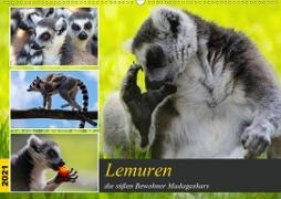 Lemuren die süßen Bewohner Madagaskars (Wandkalender 2021 DIN A2 quer)