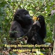Facing Mountain Gorillas in Uganda (Wall Calendar 2021 300 × 300 mm Square)