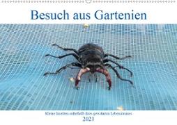 Besuch aus Gartenien - Kleine Insekten außerhalb ihres gewohnten Lebensraumes (Wandkalender 2021 DIN A2 quer)