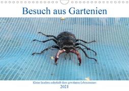 Besuch aus Gartenien - Kleine Insekten außerhalb ihres gewohnten Lebensraumes (Wandkalender 2021 DIN A4 quer)