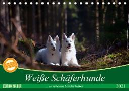 Weiße Schäferhunde in schönen Landschaften (Tischkalender 2021 DIN A5 quer)