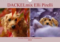 DACKELmix Elli Pirelli (Wandkalender 2021 DIN A4 quer)