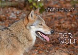 Begegnungen DER WOLF (Wandkalender 2021 DIN A2 quer)