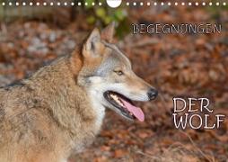 Begegnungen DER WOLF (Wandkalender 2021 DIN A4 quer)