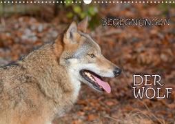 Begegnungen DER WOLF (Wandkalender 2021 DIN A3 quer)