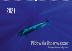 Pilotwale Unterwasser - Globicephala macrorhynchus (Wandkalender 2021 DIN A2 quer)