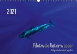 Pilotwale Unterwasser - Globicephala macrorhynchus (Wandkalender 2021 DIN A3 quer)