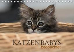 Katzenbabys beobachtet (Tischkalender 2021 DIN A5 quer)